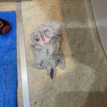 トイレ修理　つまり【兵庫県芦屋市】